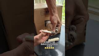 每次都上当 当当都一样😂😂😂#猫咪 #猫咪剪指甲