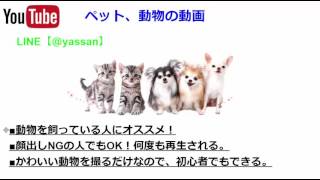 youtube  再生回数　増やす　方法　ペット　動画