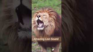 Lion Sound 🦁 | Lion Roaring ( Roar sound ) #shorts