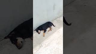 #duet #love #shortvideoviral 🐈🐈🐈😝#plese_subscribe
