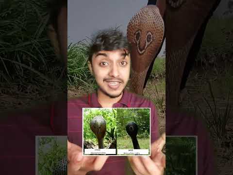Most dangerous snakes in India🐍😬