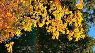 箱根雕刻之森美术馆、仙石原芒草原一日游感受日本的秋天