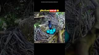 World's Most Intelligent Bird 🐦 #shorts #facts #mirjaexplain