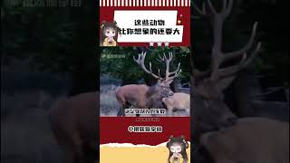 原來這些動物竟然能這么大！！！！ #北極熊 #巨物 #動物世界 #萬萬沒想到