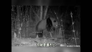 白水江最幸运的野生大熊猫遛弯时白捡一女朋友都不用争抢大熊猫来这吸熊猫神奇动物在抖音野生动物零距离可爱到爆炸