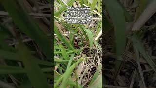 "Tiny creature, BIG story!" #nature #bugs #bugphotography #buglife #viraltrend #wildlife