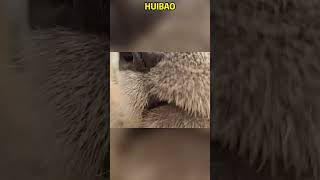 老宋把相机怼辉宝脸上拍 #pandacub #funny #pandachina #animals #giantpanda #cute #cutepanda #pets #パンダ君 #パンダ君