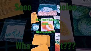 I have so many melon seeds. what do I plant??? Canberra's cold climate 2022 . #melonseeds #seeds