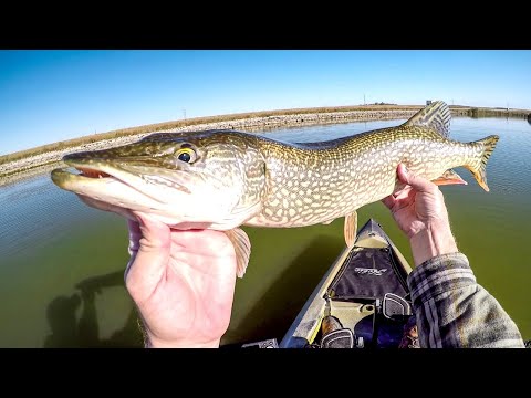 Spinnerbait Pike Fishing