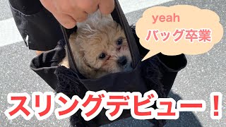 【ビションプーのぽんた】初スリングデビュー