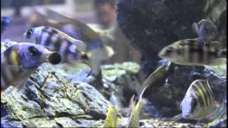 Aquatic Design Centre - Londonc - wild caught African cichlids