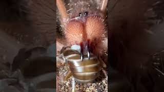 WHAT IS THIS? Solifugae sp “Red Roman”