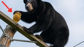 The Man Saved The Black Bear That Climbed The Utility Pole To Get Honey And Was Surprised...