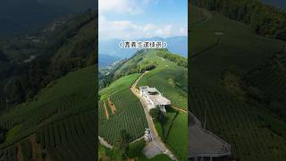 嘉義超仙步道，帶你森呼吸 #嘉義 #步道 #登山 #茶園 #森林系 #秘境 #shorts