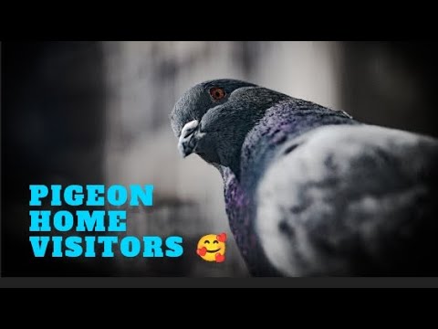 Wild pigeon visited me again🥰