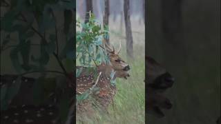 Rain, Hail Or Shine! Hunting Chital Deer In Australia