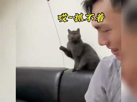 可爱的猫咪 Cute cat