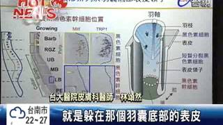 鳥類羽色幹細胞 可啟動白髮變黑?