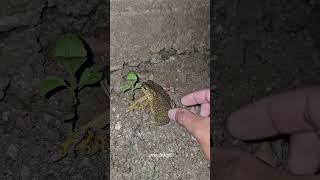 Catch big frogs funny | Try don't laugh | wepwep catching frogs make you laugh #shorts