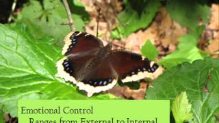 Holistic Emotive Practices: Volume 1, Part 2: Emotion Physiology