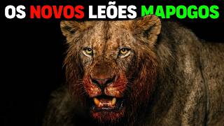 Lion - New Mapogo Lions? Meet Africa's NEW COALITION OF THE MOST VICIOUS LIONS!