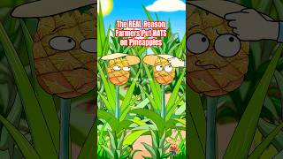 The REAL Reason Farmers Put HATS on Pineapples🍍#pineapple #animation