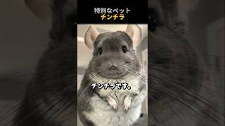 特別なペットチンチラ