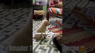 Tulo(Golden Retriever) Learning To Sit #shorts #shortsfeed #ytshorts #goldenretriever