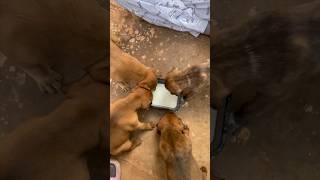 Mini vlog 10 #mbbsstudent #medicalcollegelife #dog #doglover #college #streetdog