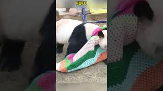 大熊猫府府的时装秀，奶爸奶妈是怎么忍住不笑的？ #pandacub #funny #giantpanda #cute #pandachina #animals #パンダ君 #pets #パンダちゃん