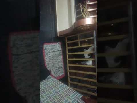 Cleaver Rottweiler opening home gate..