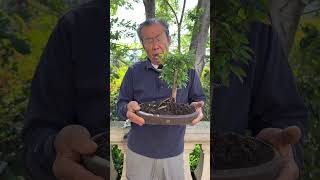 The BEST Bonsai for Beginners: Chinese Elm Bonsai Now Available! #bonsai #bonsaitree #plants #shorts