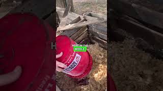 How to compost chicken guts #chickenbutchering #composting #butcheringchickens #homestead