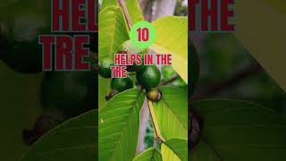14 MEDICINAL BENEFITS OF GUAVA LEAVES! #guava #healthyeating #healthandwellness #shorts #weightloss