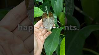 Eco Enzyme Benefits for Plants Explained