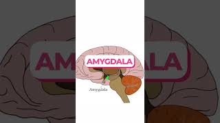 Limbic system #brain #humanbrain #medical #biology