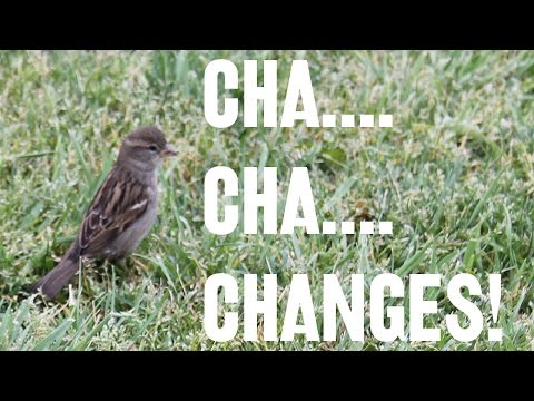 Cha... Cha.. Changes!