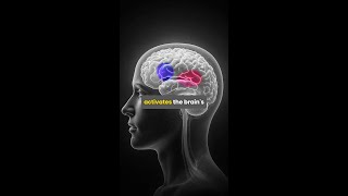 How Speaking Activates Your Brain’s Language Center | The Science Behind Learning a New Language
