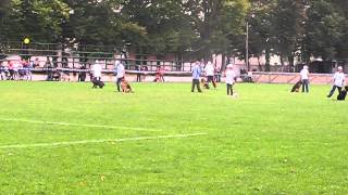 Виставка собак Івано-Франківськ Україна 21.09.2014