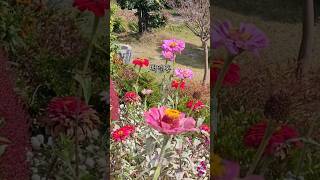 10 Best Long-Blooming Flowers, Long-Lasting Wildflowers from Spring to Autumn, #Gardening
