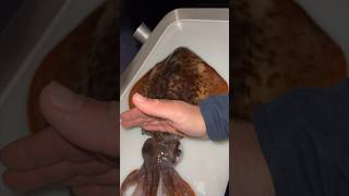 How to kill a squid!