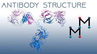 Antibody Structure: The Immunoglobulin Fold and Antibody-Antigen Interactions