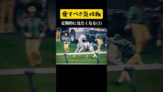 ㊗️80万回【ブチコ、血まみれ事件】 #shorts #競馬 #ソダシ #ブチコ