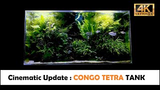 Congo Tetra Tank - Cinematic Update 1/12/22