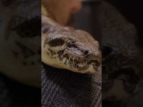 Dumeril's boa #snake #boa