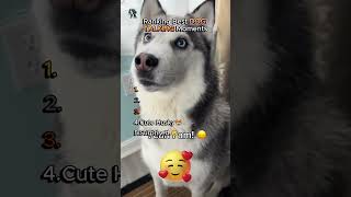 Ranking Best DOG TALKING Moments !