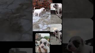 puppy new born baby walk first time 😍 #petpuppy #funny #pet#shortsfeed #shortvideo