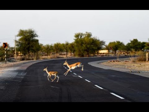 Desert Life in Rajasthan India | Wildlife of Deer's and wild animal in Rajasthan