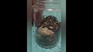 Simple Woodland Moss Terrarium Build #mossterrarium #moss #terrariumdesign #simplediy