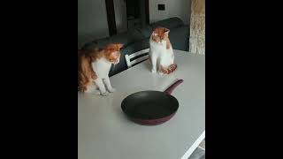Scientists cat's half life [SFX]